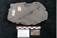 Foto (Objekt + Etikett) von Taeniopteris vittata  (NHMW-GEO-2024-0188-10607)